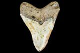 Huge, Fossil Megalodon Tooth - North Carolina #109558-2